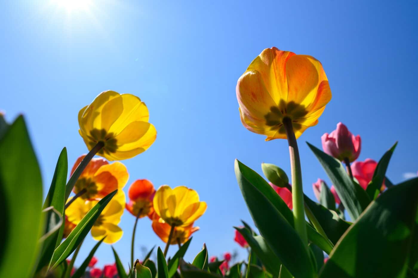 flowering bulbs for spring landscapes