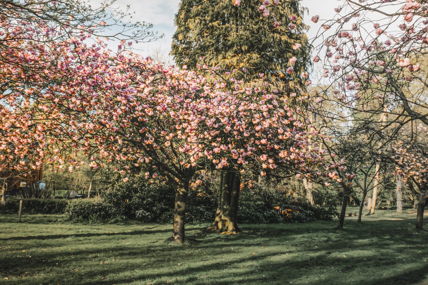 flowering trees for spring landscapes