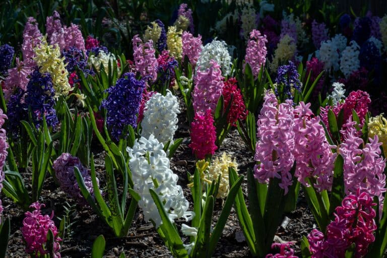 hyacinths plant for spring landscapes 1614788792 1