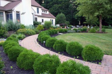 traditional boxwood hedge