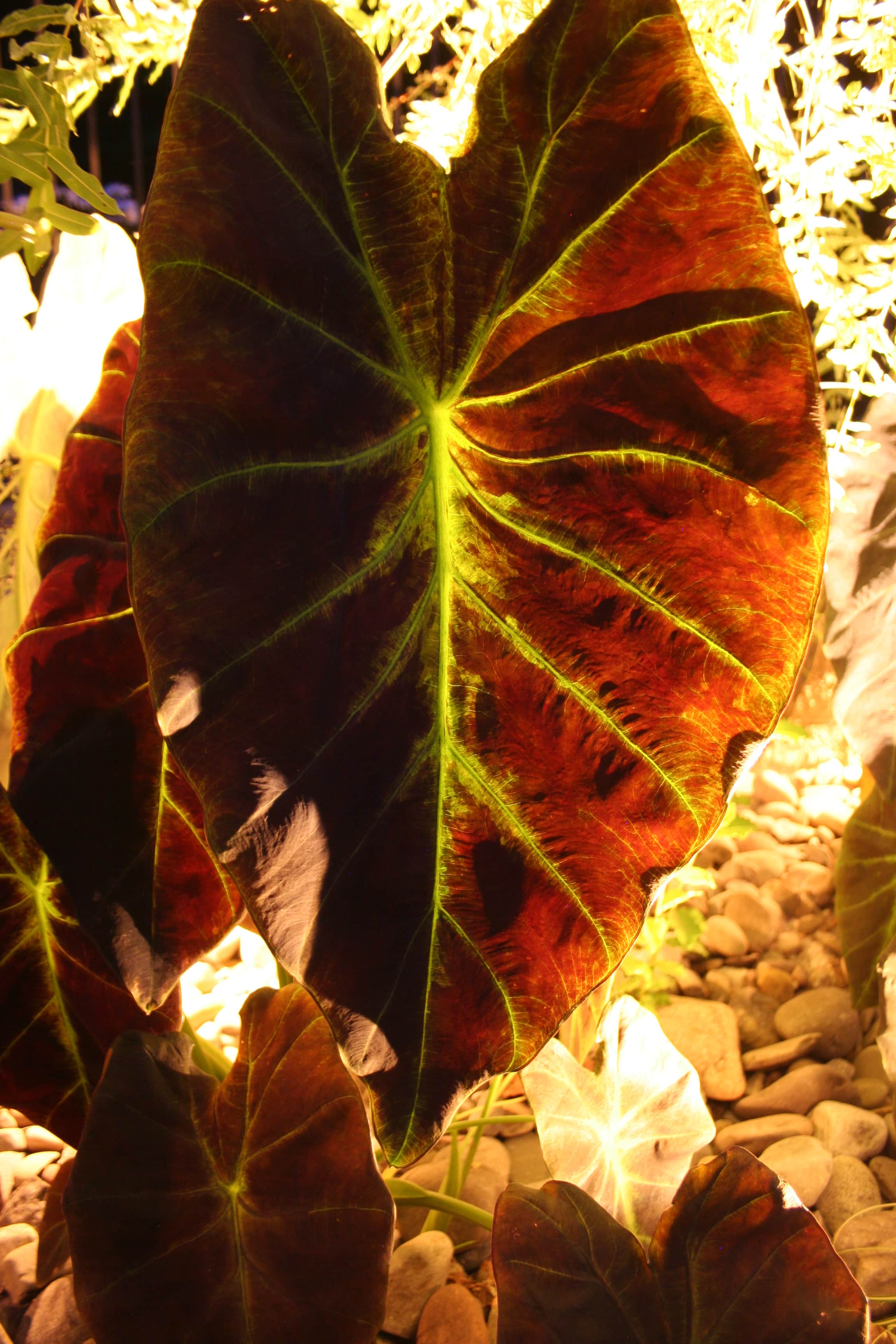 landscape lighting backlighting contractor lancaster