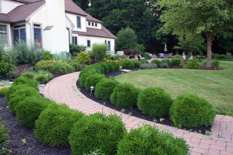 traditional boxwood hedge