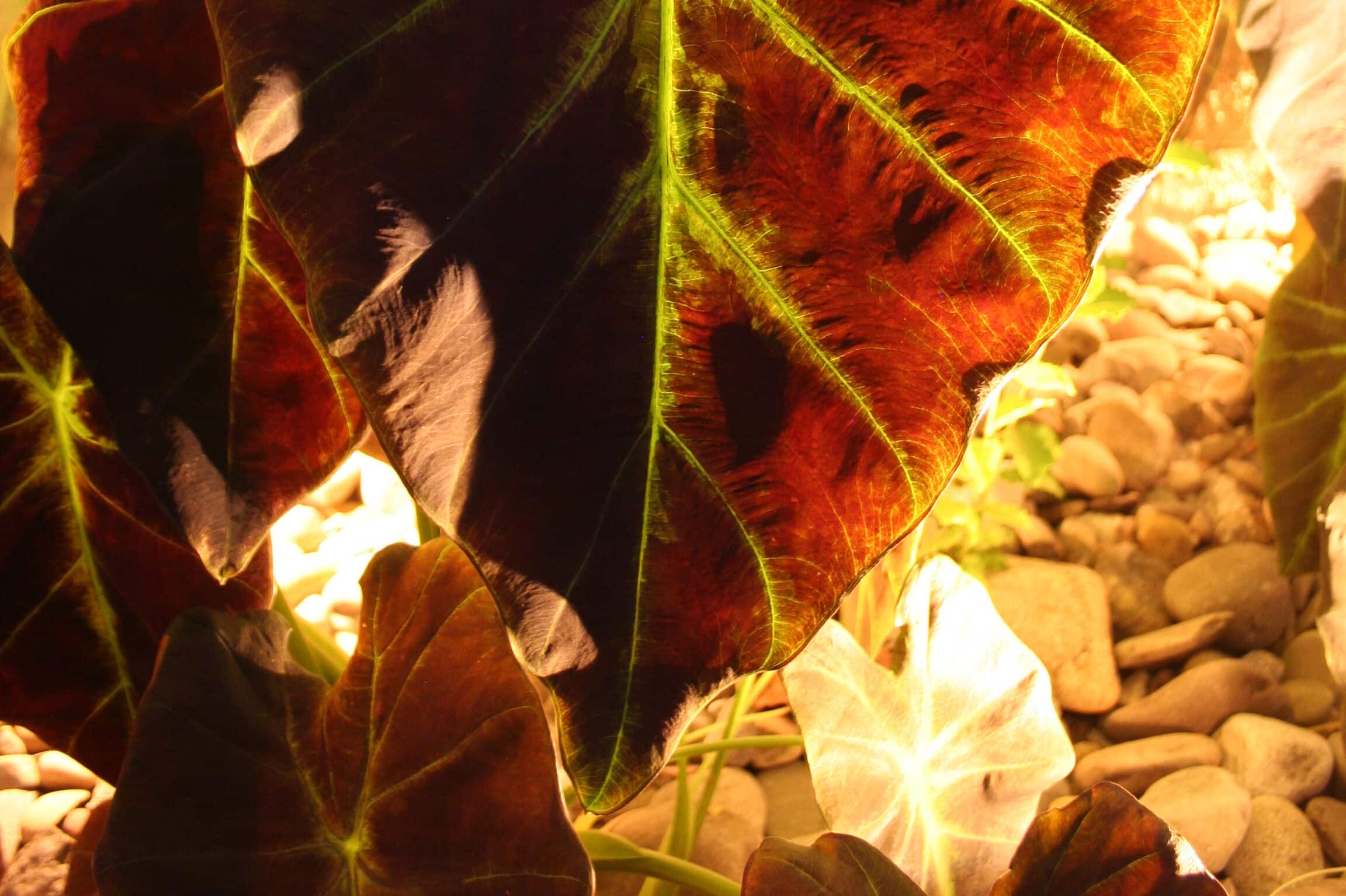 plant outdoor accent lighting ideas