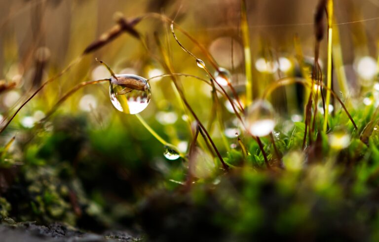 rain garden droplets