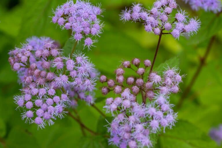 rain garden flowers