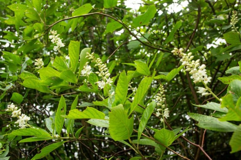 rain garden fringe tree