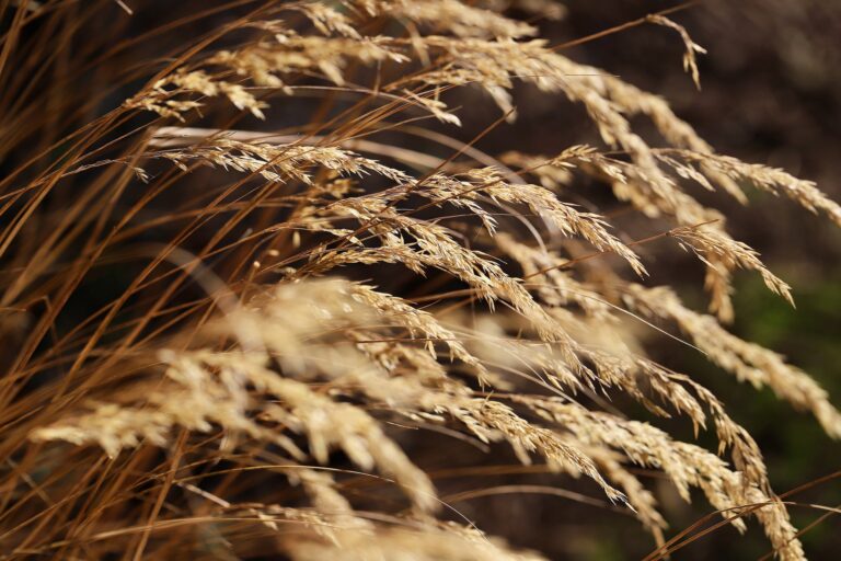 rain garden grass