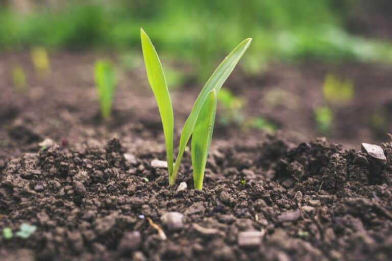rain garden soil